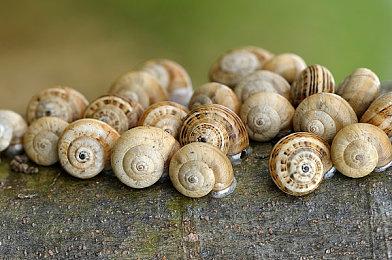 《宝可梦集换式卡牌Pocket》下载量突破6000万次